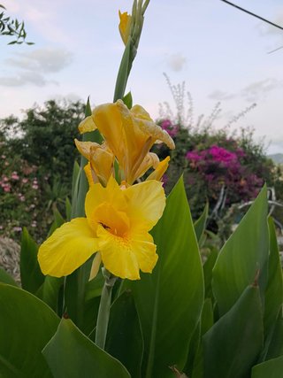 Pianta di Canna Yellow