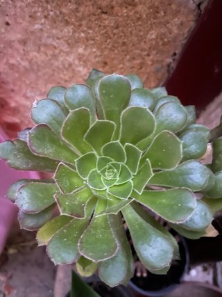 Rosa nera