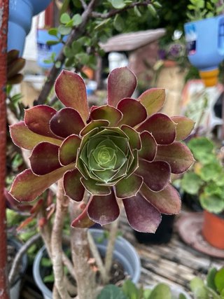 Rosa nera