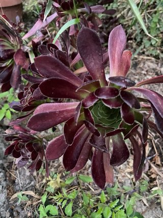 Rosa nera