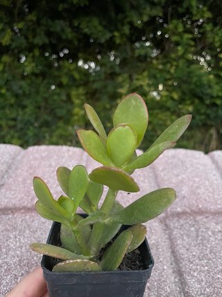 Crassula albero di Giada