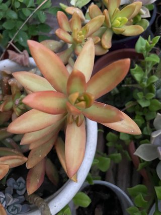 Pianta succulenta colorata