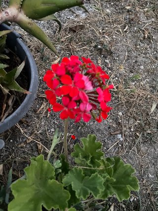 Geranio rosso