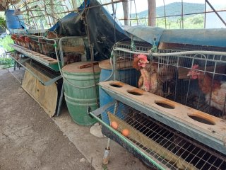 8 Jaulas, comida y gallinas ponedoras