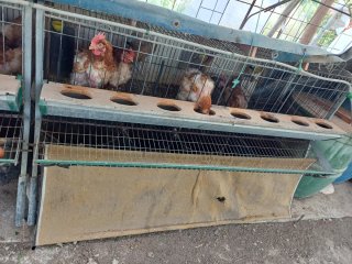8 Jaulas, comida y gallinas ponedoras