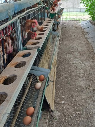 8 Jaulas, comida y gallinas ponedoras
