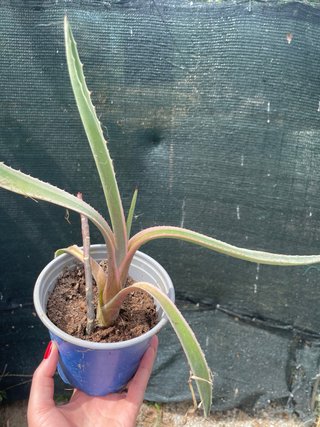 Agave varegiata