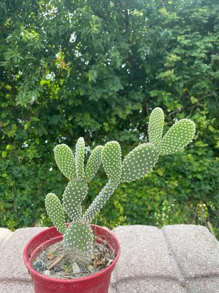 Pianta cactus Opuntia microdasys