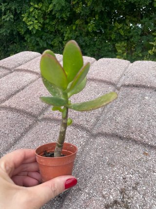 Pianta di Giada in vaso