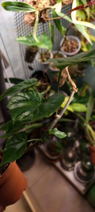 Cissus variedad planta