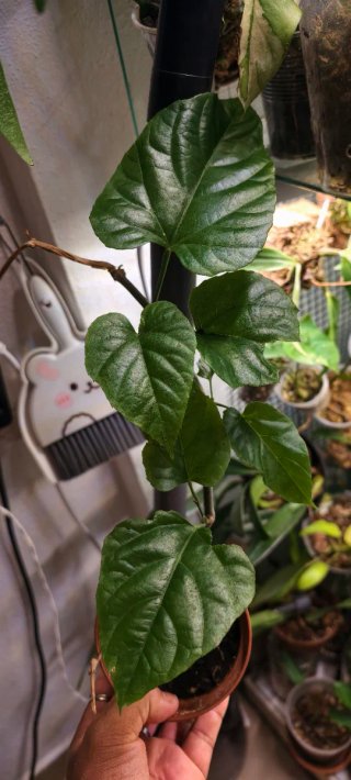 Cissus variedad planta