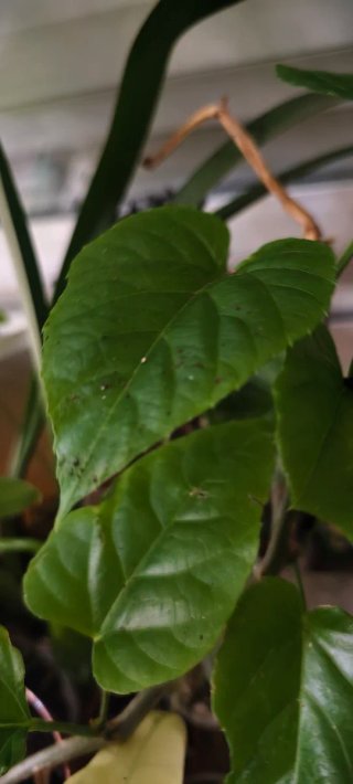 Cissus variedad planta