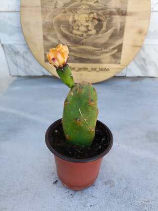 Opuntia quimilo one pad
