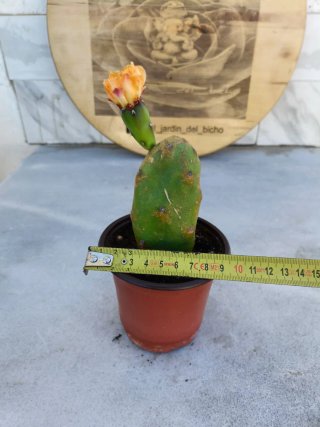 Opuntia quimilo one pad
