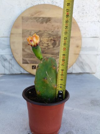 Opuntia quimilo one pad