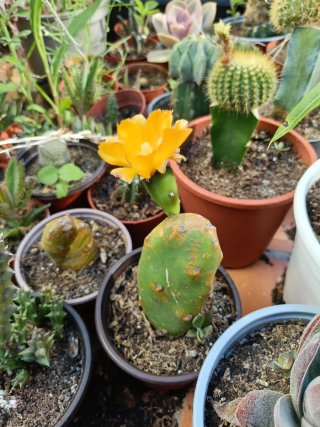 Opuntia quimilo one pad
