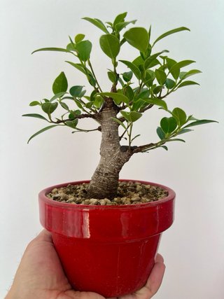 Bonsái Ficus Tigerbark Moyogui