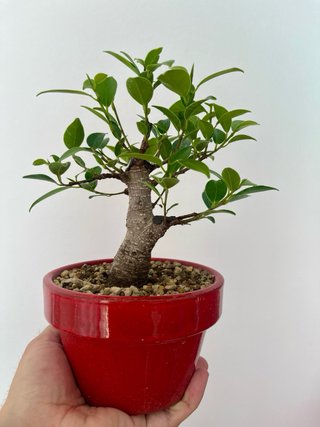 Bonsái Ficus Tigerbark Moyogui