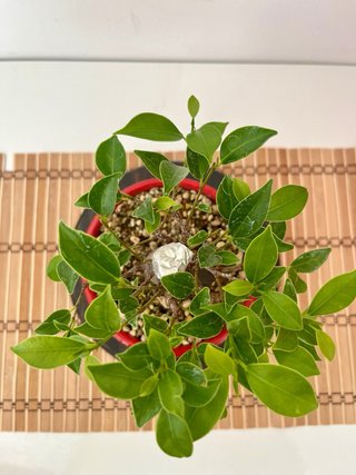 Bonsái Ficus Tigerbark Moyogui