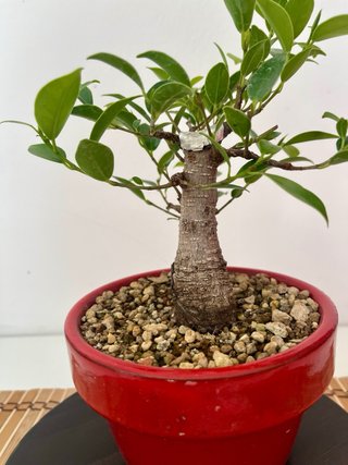 Bonsái Ficus Tigerbark Moyogui