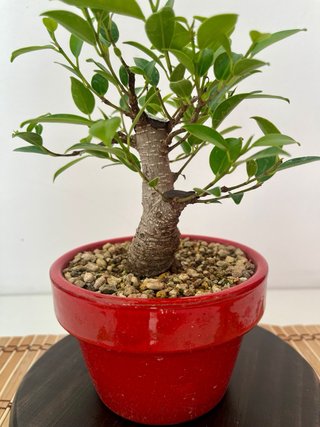 Bonsái Ficus Tigerbark Moyogui