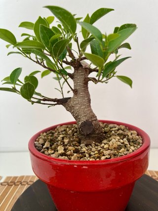 Bonsái Ficus Tigerbark Moyogui