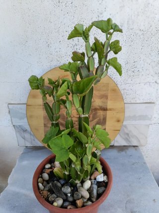 Cissus quadrangularis