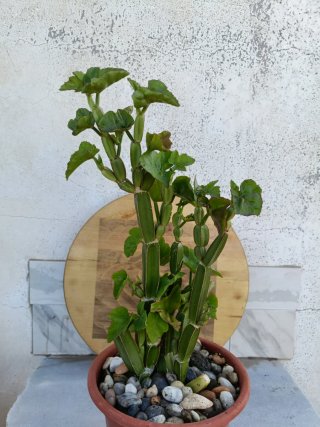 Cissus quadrangularis