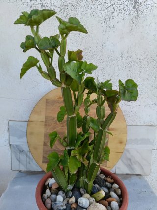 Cissus quadrangularis