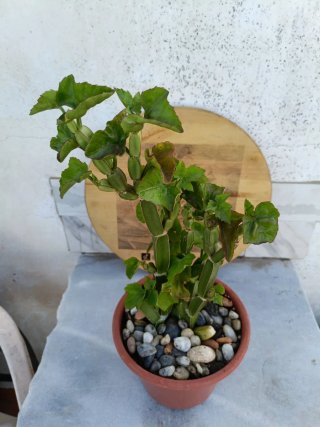 Cissus quadrangularis