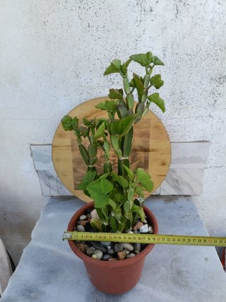 Cissus quadrangularis