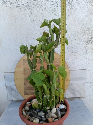 Cissus quadrangularis