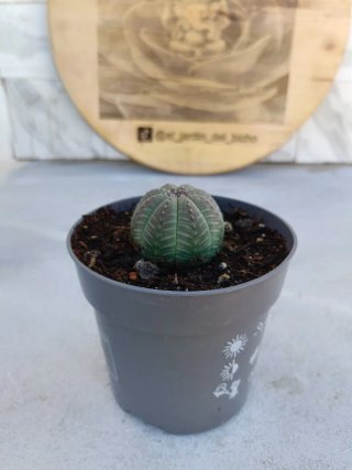 Euphorbia obesa