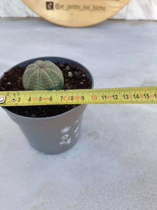 Euphorbia obesa