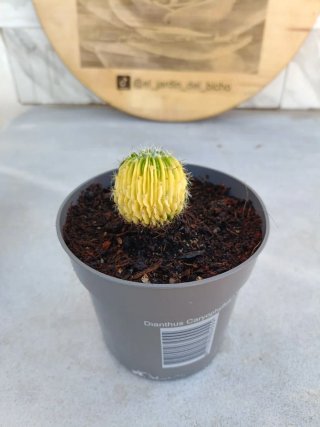 Stenocactus multicostatus variegata #2