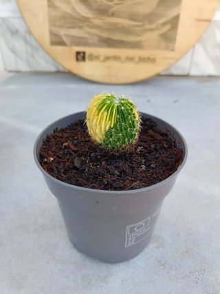 Stenocactus multicostatus variegata #2
