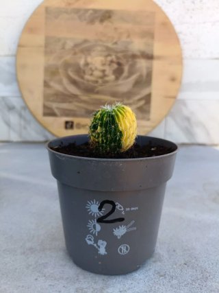 Stenocactus multicostatus variegata #2