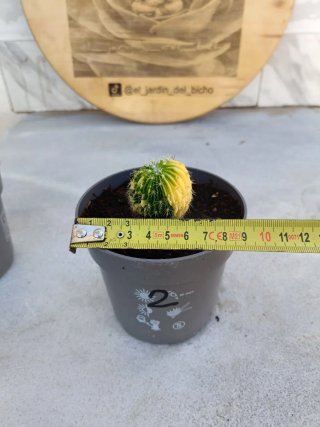 Stenocactus multicostatus variegata #2