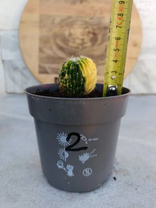Stenocactus multicostatus variegata #2