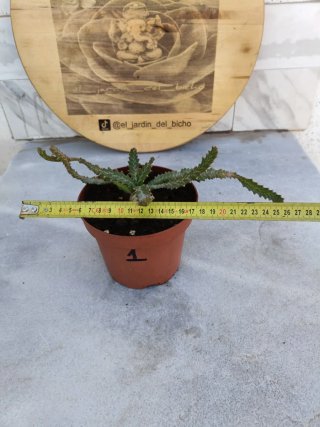 Euphorbia stellata #1