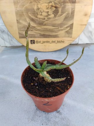 Euphorbia stellata #2