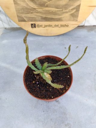 Euphorbia stellata #2