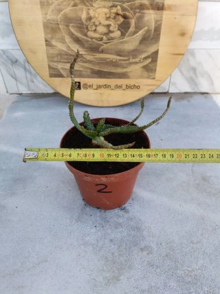 Euphorbia stellata #2