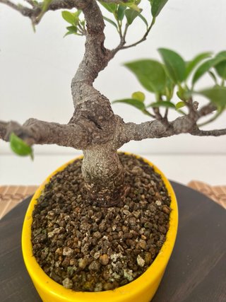 Ficus Tiger Moyogui Bonsái