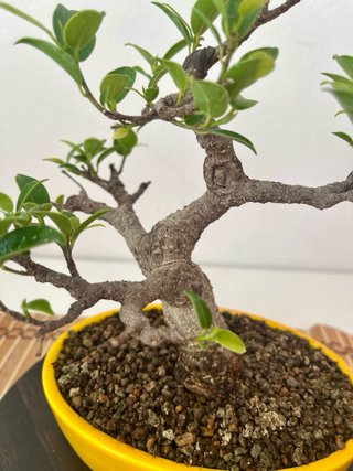 Ficus Tiger Moyogui Bonsái