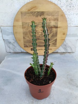 Euphorbia knuthii #1