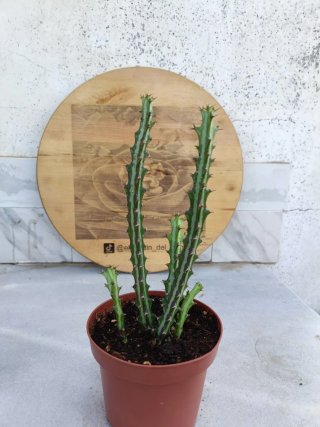 Euphorbia knuthii #1