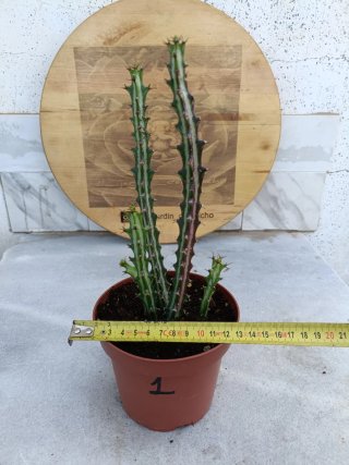 Euphorbia knuthii #1