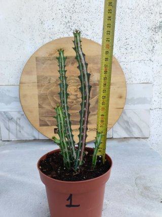 Euphorbia knuthii #1