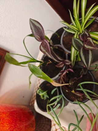 Plantas variadas en maceta